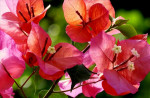 Nog volop bloemen